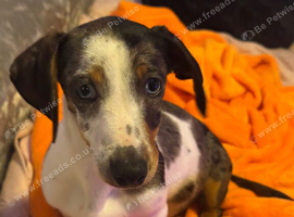 Miniature dapple dachshund