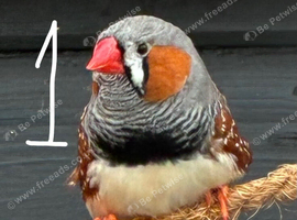 Zebra finches for sale