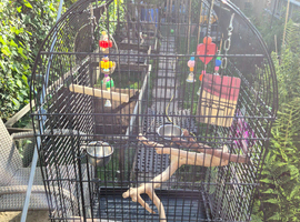 Large bird cage