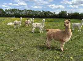 Fantastic beautiful female Alpacas