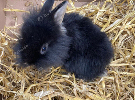 Rabbits