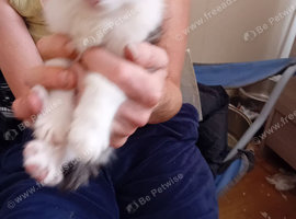 Girl kitten