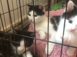 Kittens