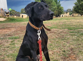 Saluki cross