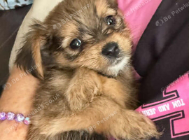 Yorkie pom boys