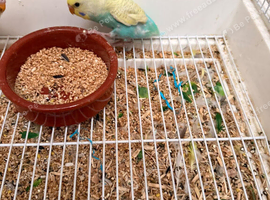 Young budgie needing new home
