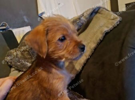 Lovely shorkie boy