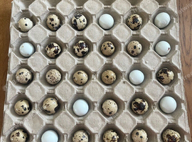 Quail hatching eggs