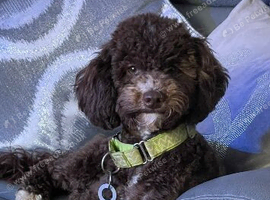 Light Cocckapoo Tiny Health Tested Fb1 Cockapoos in Southampton | £1150 - Mixed litter ...