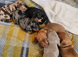 4 beautiful dachshund puppies for sale