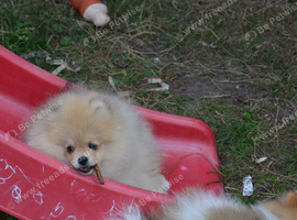Bentley - Beautiful Silver-Toned Pomeranian Boy