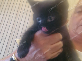 2 kittens for sale