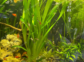 Giant vallisneria