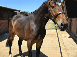 Irish Sports Horse Gelding