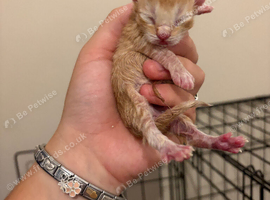 Kittens