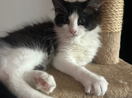 Tuxedo kitten