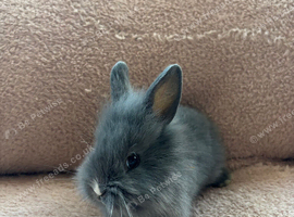 Lionhead babies