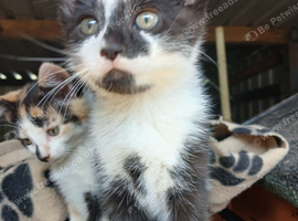 Kittens