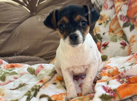 Jack Russel puppy