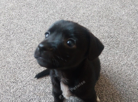 Jack russell x chihuahua