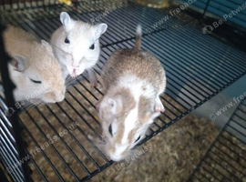 Mixed gerbil available
