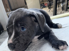 Cane Corso X Staff Puppies