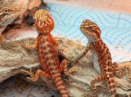 Red Monster &times; Lemon Bearded Dragons READY TO GO!