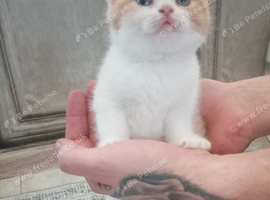 Red Bi-Colour British Shorthair Boy Left