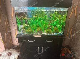 Fish tank and fish