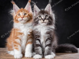 Maine coon kittens