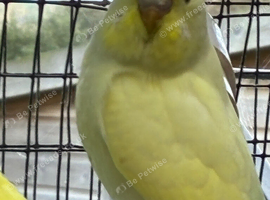 Lutino
