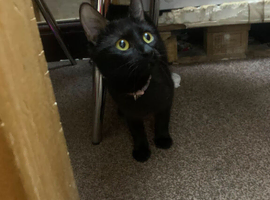 female 2 years old