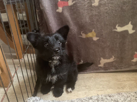 German spitz x Norfolk girl pup