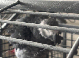 proven breeding male african grey