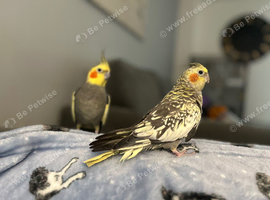 Cockatiels for rehoming