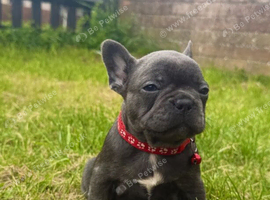 French Bulldog Puppies &ndash; 5 Girls & 1 Boy