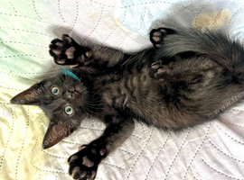 Ready now - 2Last one half ragdoll boy kittens