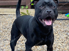 Staffordshire bull terrier.