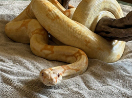 Sharp albino boa