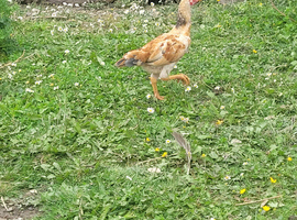 Ko Shamo chicks available this will be all that is available as all parents sold