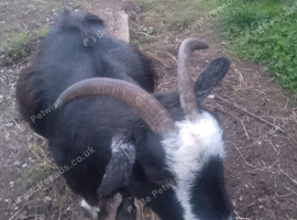 1 Beautiful Female Pygmy goat for sale