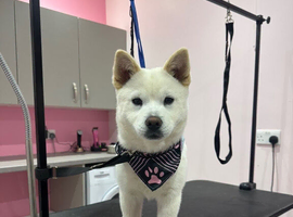 Pomsky puppy for sale (6 months)