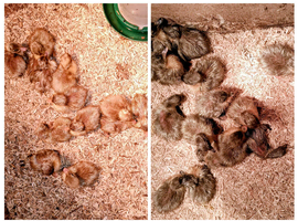 SWEDISH DUCK duckling FEMALES