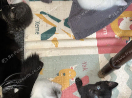 Kittens available