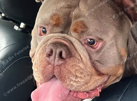 English bulldog