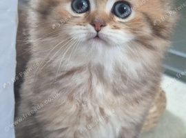 British Longhair & Shorthair