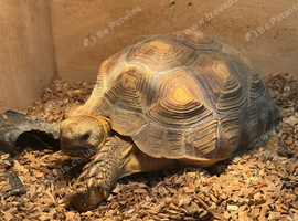 Sulcata tortoise