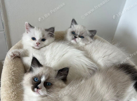Ragdoll Kittens
