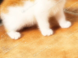 Beautiful kittens available mixed mainecoons