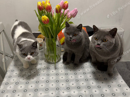 Rehome Cats